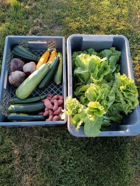 Des légumes frais dans vos plats !, Saint-Gervais-d'Auvergne, Étang de Montmazot